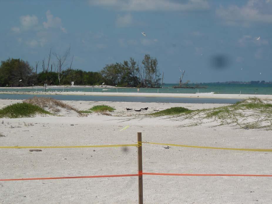 Natural Nesting Habitat Wide beach Preferably on barrier