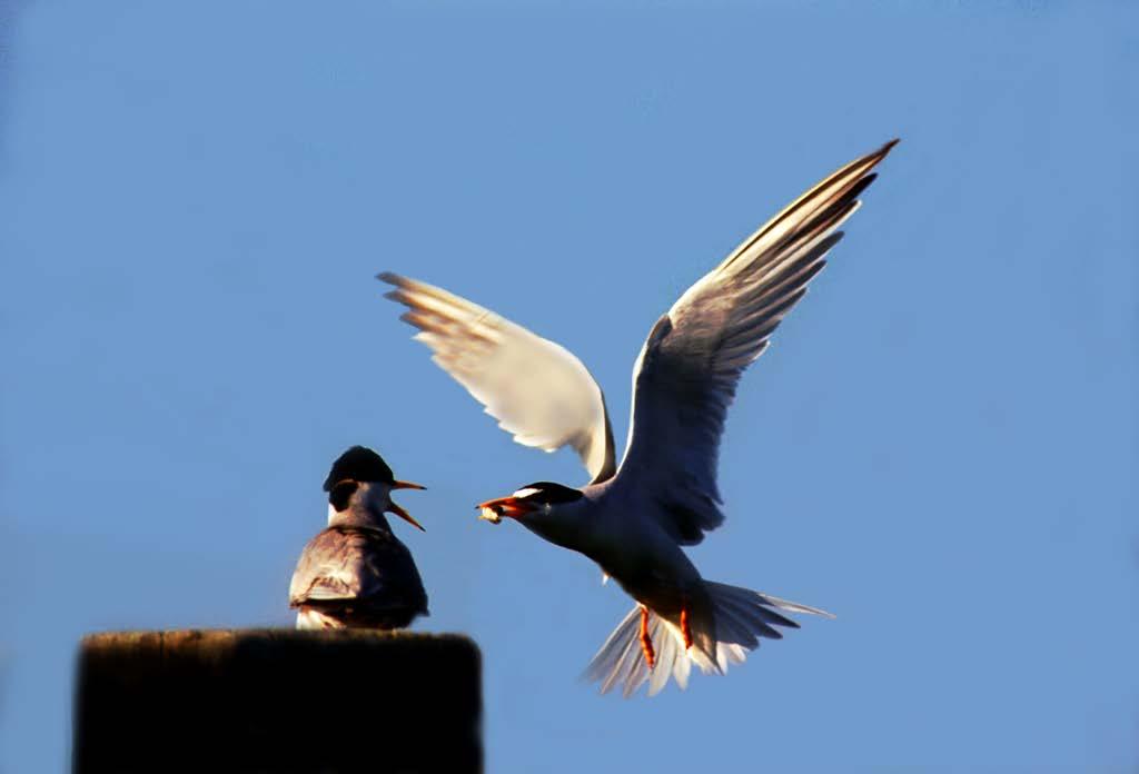 Least Terns return from South America in April and begin courting.
