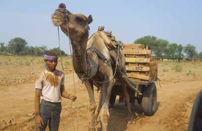 14 spana in action Reaching out to help working animals around the globe Veterinary programme advisor, Cecilia Gath reports on SPANA s veterinary outreach programme A visitor to the mobile camel