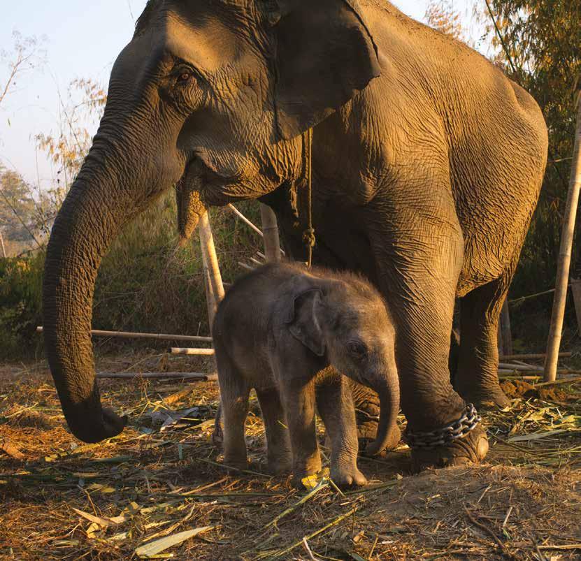 16 OPINION Rubén Salgado Escudero Elephants in Myanmar A 13-day-old elephant stands next to his mother at a logging camp near Taungoo As SPANA begins its new programme in Myanmar (Burma), chief
