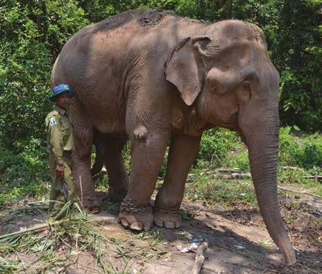 An estimated 6,000 Asian elephants are still used in Myanmar s timber industry to pull logs, but there is currently very little veterinary care available for them.