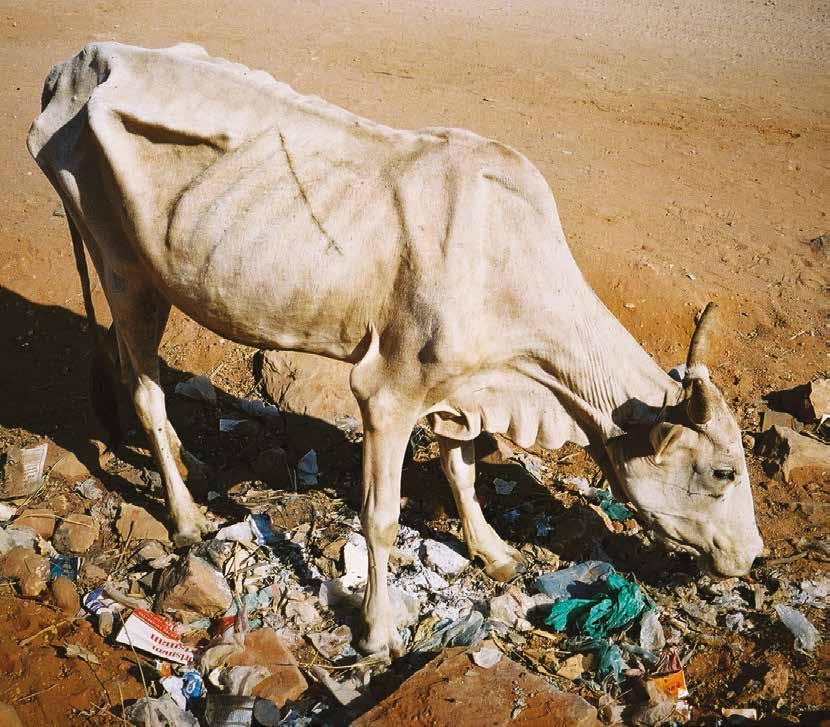 APPEAL 7 This shockingly thin ox in Mandera, Kenya, was one of the many thousands of animals helped by SPANA s emergency feeding programme during the 2011 drought How your gift can make a difference
