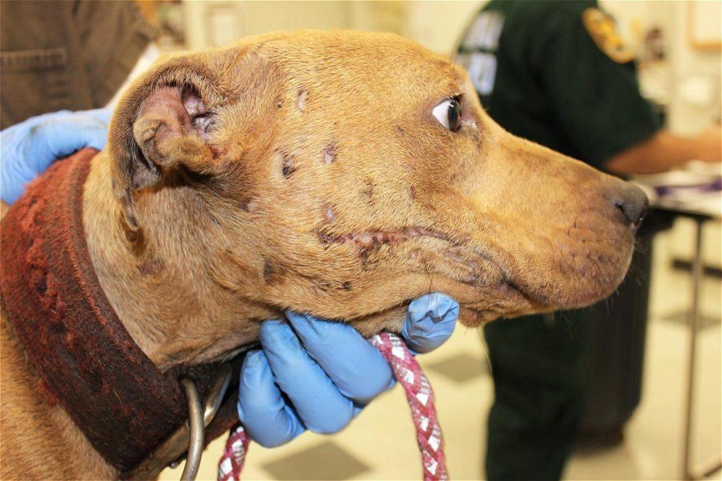 Numerous scars are common on dogs used for regular fighting. IMAGE: Scottish SPCA.