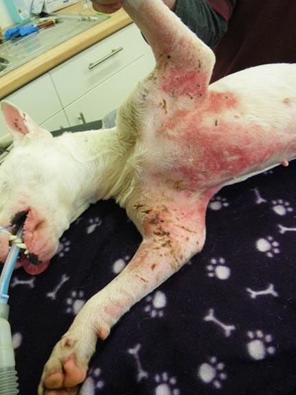 Injuries seen in dog fight victims can be extremely sore, and, in some cases, life-threatening. IMAGE: RSPCA.