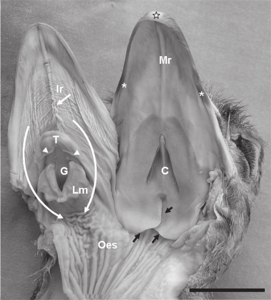 Gross anatomical features of the oropharyngeal cavity of the ostrich (Struthio camelus) 545 sharp edge, the tomium (tomium mandibulare) was apparent along the lateral border of the rostral half.