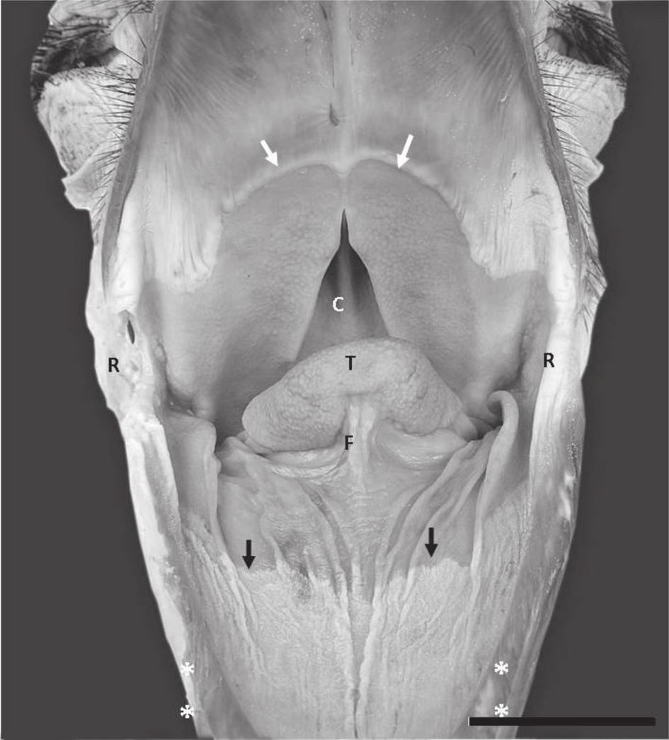 mandible to the skin forming the rostral limit of the inter-ramal region.