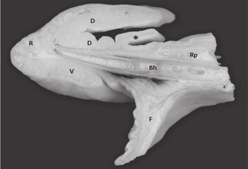 548 Catarina Tivane et al. Fig.4. A mid-saggital section through the tongue showing the blunt rostral aspect (R), the dorsal surface (D) folded back on itself, forming a pocket divided into dorsal