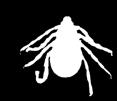 spotted fever Ehrlichiosis Some ticks can survive and reproduce at