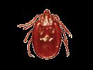 americanum) Potential vector of: Rocky Mountain spotted fever