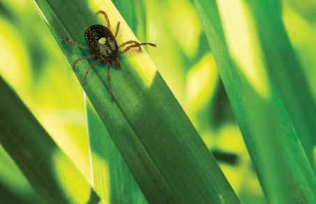 The power of repellency (continued) Common tick-transmitted diseases: Lyme disease Anaplasmosis Rocky Mountain spotted fever Ehrlichiosis Ticks are the # carrier of Canine Vector-Borne Diseases Learn