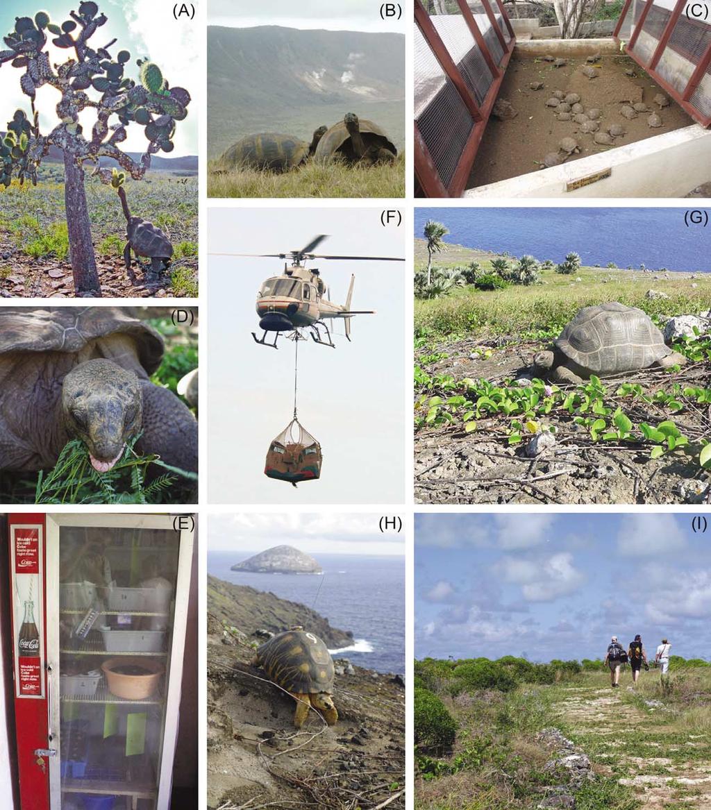 Figure 1. Large and giant tortoises and examples of potential and ongoing taxon substitution projects.