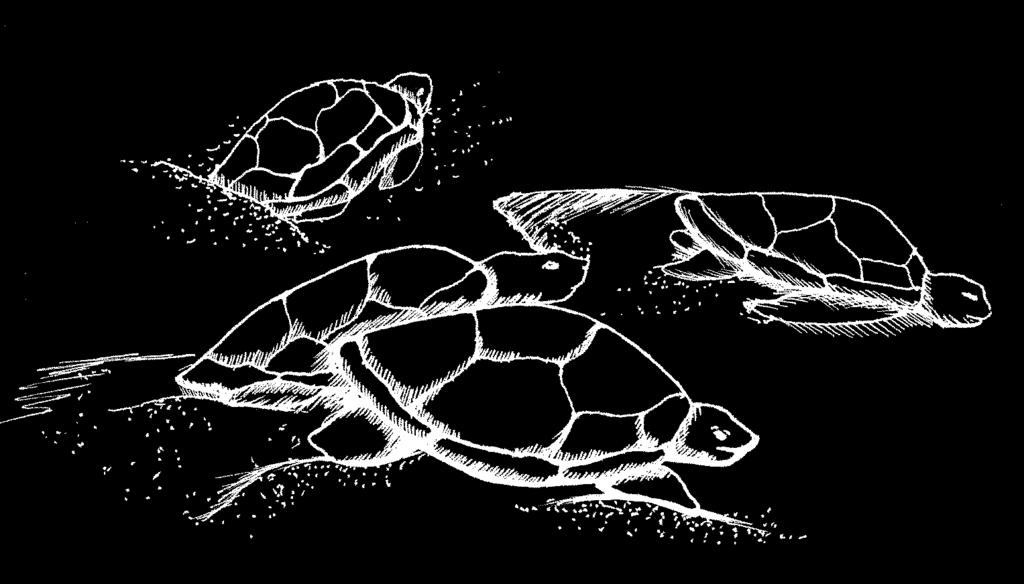 Turtles spend their lives in water and only come on land to lay their eggs; tortoises live on land. Turtles often have webbed feet for swimming; tortoises have sturdy legs for walking.