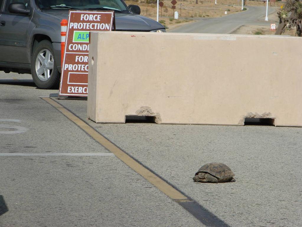 Figure 12. A desert tortoise was found at the security check point awaiting imminent precipitation from an autumn rainstorm.