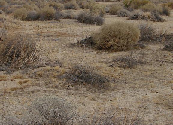 Figure 6. Xerophytic saltbush scrub is the third of three vegetation types mapped for the PIRA in the Desert Tortoise Critical Habitat Unit of EAFB.