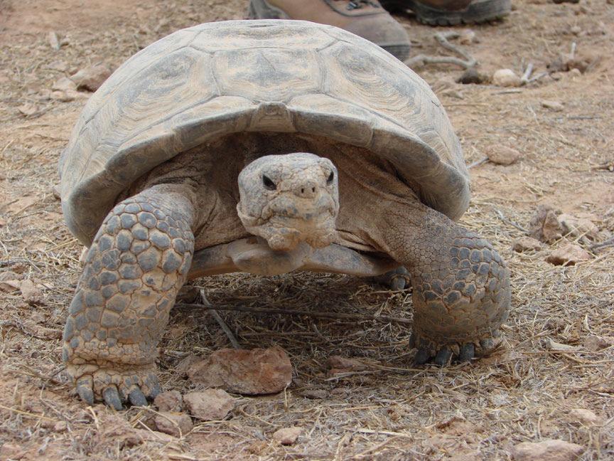 critical habitat and other habitat on base for supporting desert tortoises, genetic profile of the population(s), disease assessment, and threats assessment. Figure 7. A Mojave Desert Tortoise.