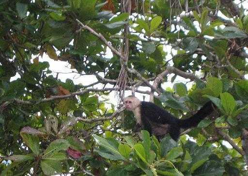 Composing captions guessing game a) monkey playing in the tree canopy, Monte Verde in the rain forest b) capuchin monkey in front of my window c) monkey