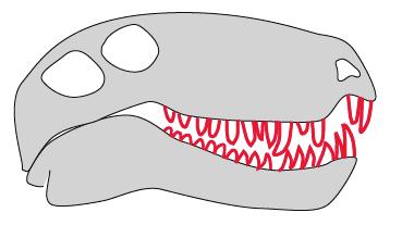 Draw in their teeth on the skulls below. Uintatherium Dimetrodon Skull Cynognathus Skull Skull What s different about the Dimetrodon s teeth?