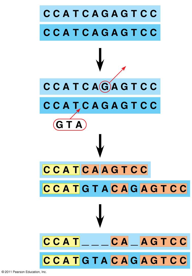 7 Analogous structures or molecular sequences that evolved independently are also called homoplasies 6.