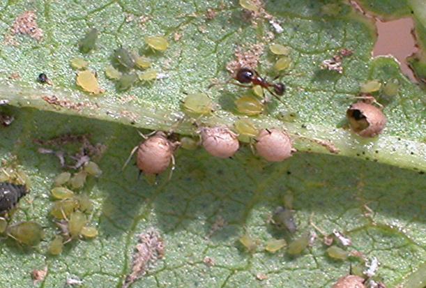 Lysiphlebus testaceipes (Aphid Parasitoid) General Comments: This small parasitic wasp has no common name, but it still often plays an important role in helping suppress beet armyworm populations.