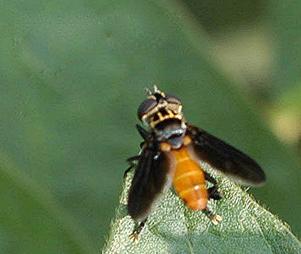 It is somewhat larger than a housefly and has a bright orange abdomen and a velvety black head and thorax. The legs have a feathery appearance due to a fringe of large hairs.
