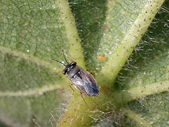 arthropod pests found in cotton, corn, soybean and other field crops. A few common and representative examples are presented herein.