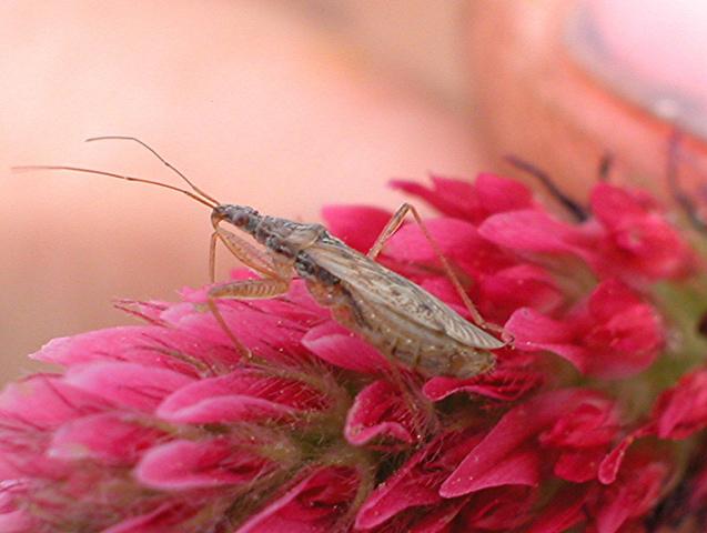 It is also an important predator of eggs and small caterpillars in soybeans. In cotton, Orius are often found in the blooms, where their primary prey is flower thrips.