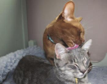 In a multi-cat setting, the following behaviors can identify which cats are in the same social group and should thus have a group-specific environment: < Facial rubbing or body rubbing between cats <