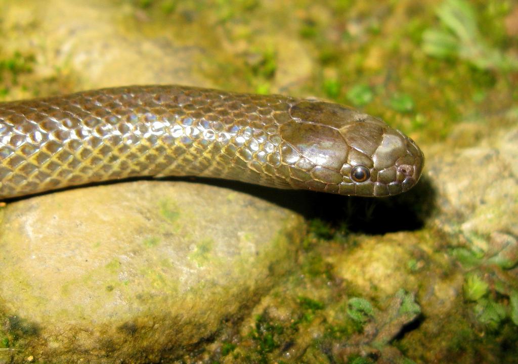 Amphibian observed in or near the stream bed at the type locality include:bufo (Duttaphrynus) melanostictus Schneider, Leptobrachium smithi Matsui, Nabhitabhata & Panha, Ophryophryne pachyproctus
