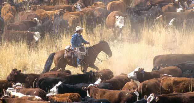 Producer Code for Cattle Care There are more than 800,000 U.S. beef producers. They are committed to caring for their animals and producing safe, wholesome beef for consumers around the world.
