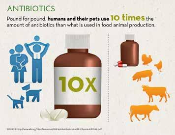 It is produced by a fungus and it has been effective at fighting infections in people and livestock. Antibiotics and Livestock Antibiotics are used in two ways in livestock.
