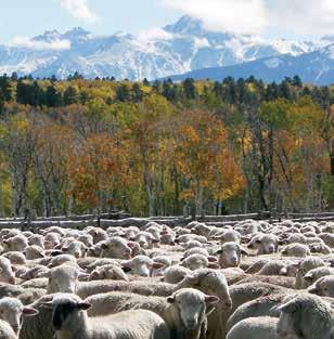 In 2010, the United States produced approximately 163 million pounds of lamb and mutton.