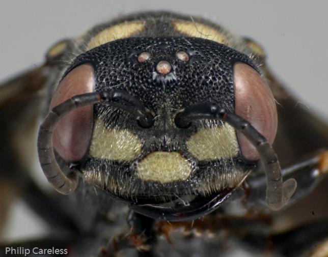 Females have three creamy yellow patches between the eyes. Males are marked with two yellow triangles abutting their eyes. Female: three yellow patches on face.
