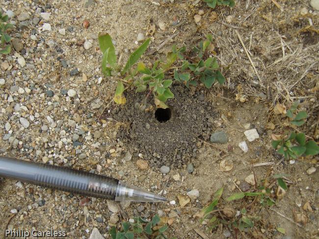 The nest s entrance is easily visible, marked by a small circular mound of earth. This hole leads into a vertical, pensized burrow that descends for about 1.
