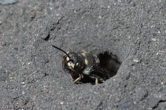 Efficient biosurveillance work at a Cerceris colony would require the human observer to be at the colony between 11 a.m. and 5 p.m., as this would be when wasps are most likely to return with prey from a foraging flight.