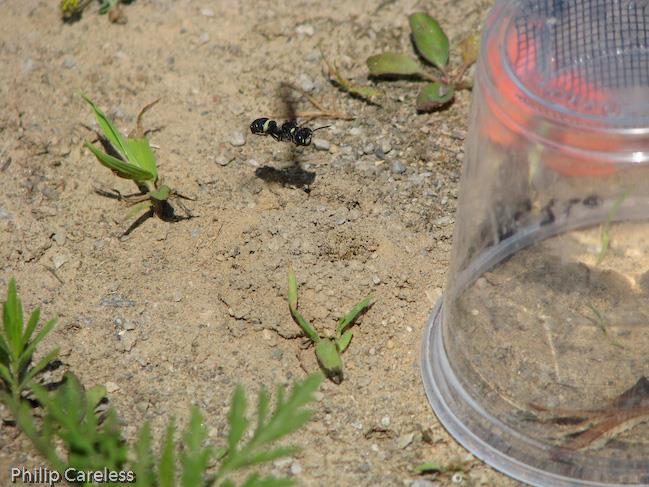 Keep an eye out for digger wasps buzzing over the ground and excavating nests. Bee wolves, Tachytes wasps, other Cerceris species, digger bees, and tiger beetles are found at many C.