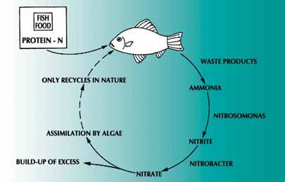 biological filtration Modern biological filtration of aquarium water has provided wonderful benefits. In particular, this concept unlocked the secret to successfully keeping tropical marine fish.
