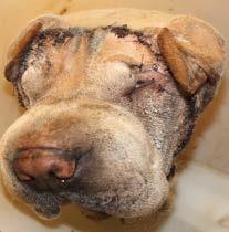 UPDATE SESAME: THE SURGERY REPORTED ROUND THE WORLD We re sure you ve heard of him by now, the famous Sesame: a two-year old Shar-Pei mix who was transferred from Animal Care Services to the San