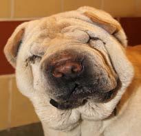 Teresa, who had experience with the Shar-Pei breed, was immediately taken by Sesame and his story.