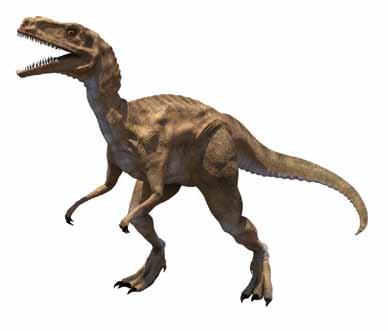 one Tyrannosaurus rex was definitely a girl; a leg bone contained a special inner layer only found in female birds.