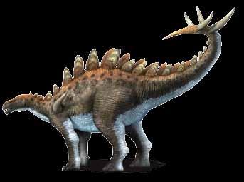 Name Class Date 10. What animal, pictured here, from the Mid-Jurassic Period in China, did you see at the exhibition that was an early stegosaurid? 11.