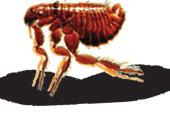 Adult Fleas The vast majority of the flea population is actually in either the egg, larval or pupal stage, which you cannot see.