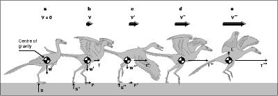 Simultaneously, the lift generated by the wings--here called 'residual' as it does not exert work on the bird until lift-off--'unloads' the hindlimbs of the body weight (Fig. 2).