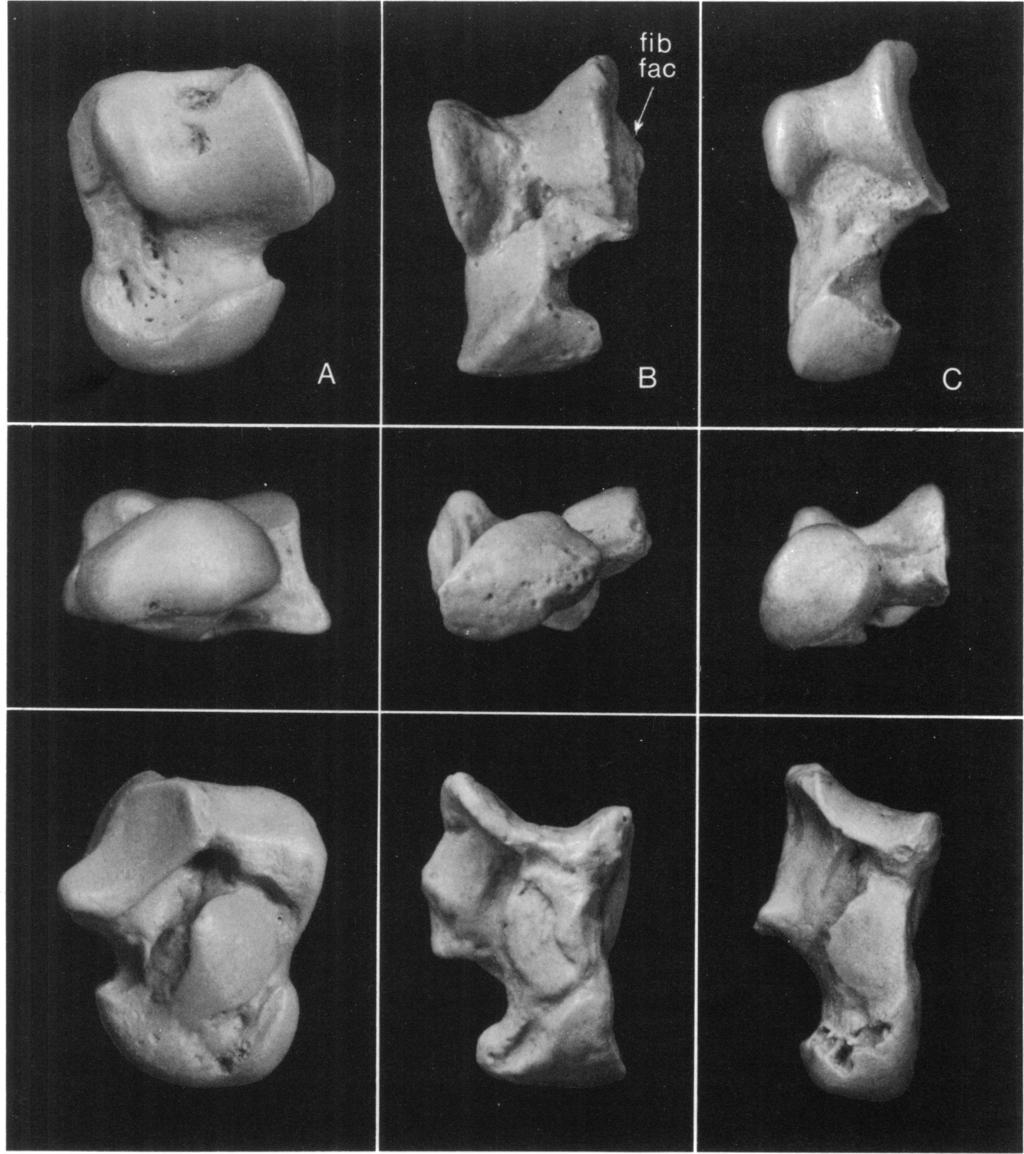 2 AMERICAN MUSEUM NOVITATES NO. 2806 FIG. 1. Astragali of A, Protungulatum cf. P. donnae (MCZ Lot No. 18408, cast, reversed from left to right); B, Mimolagus rodens (IVPP No. RV5 1002.