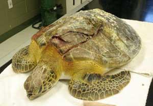 (boats, jet skis, etc.) carelessly, they can accidentally hit a sea turtle. Shell injuries are very life threatening, and many do not make it.
