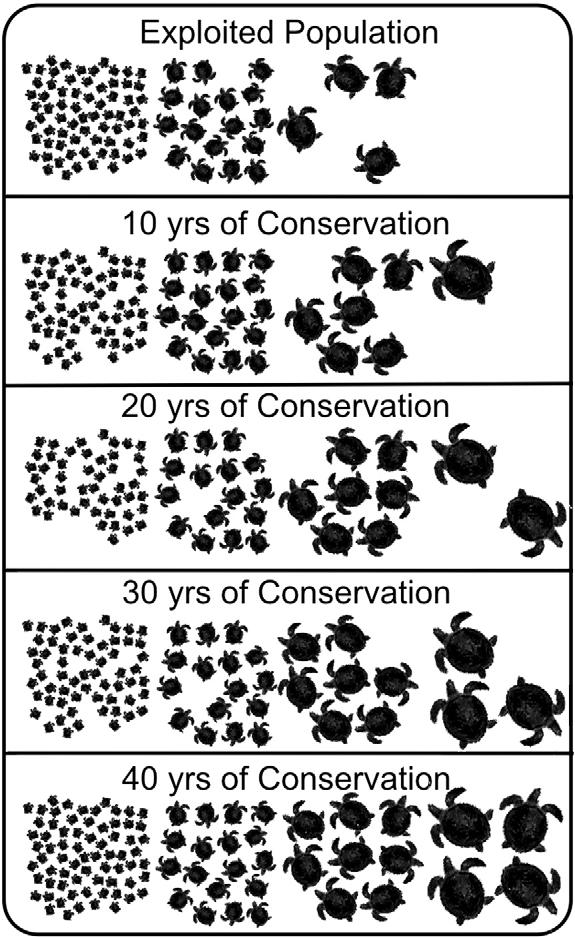 The disappearance of nesting females is eventually reversed as juveniles in the population mature.