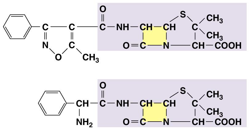 Figure 20.6b The structure of penicillins, antibacterial antibiotics.