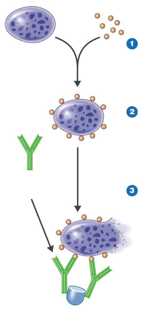 Figure 19.5 Drug-induced thrombocytopenic purpura. Platelet Drug (hapten) Drug binds to platelet, forming hapten platelet complex.