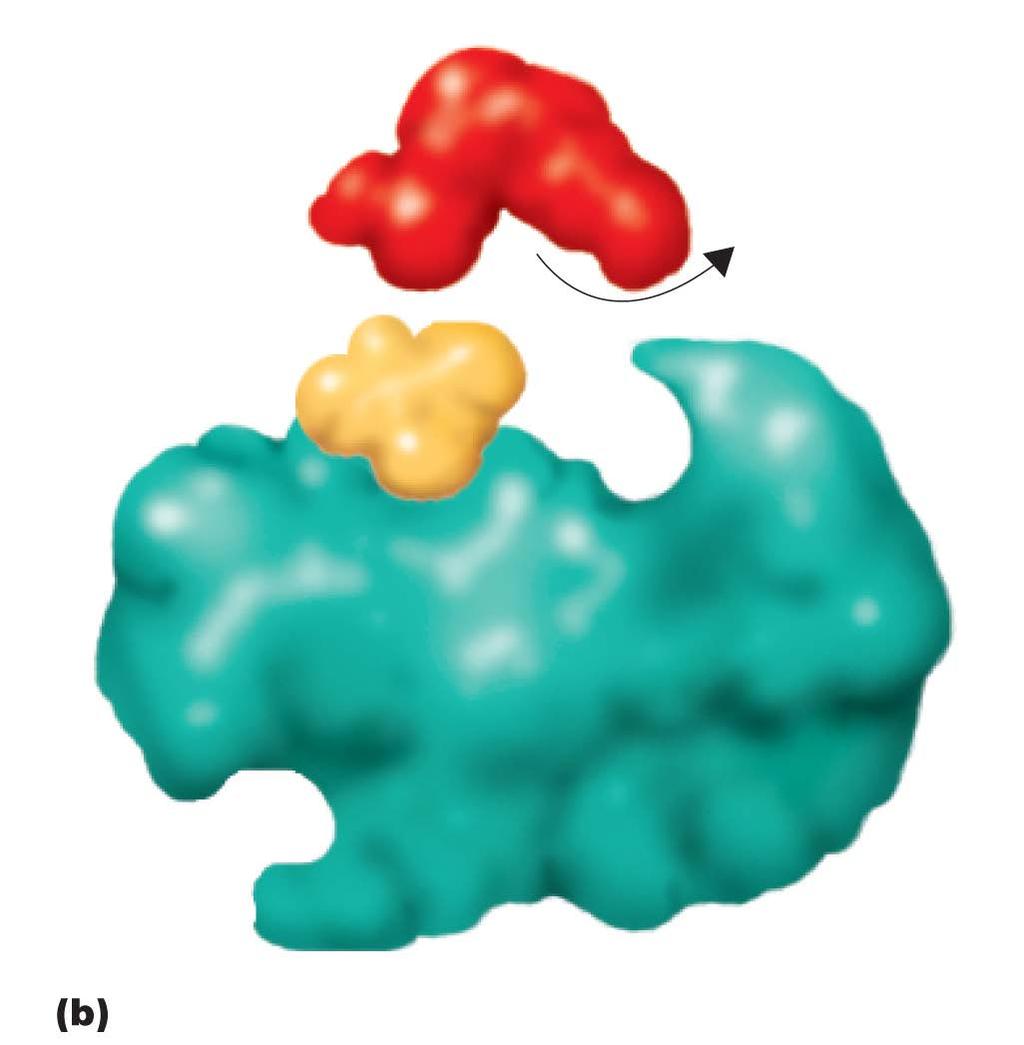 Figure 5.7bc Enzyme inhibitors.