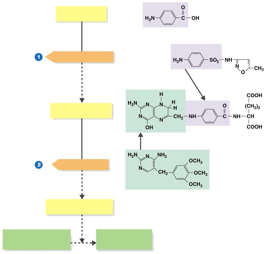 Figure 20.13 Actions of the antibacterial synthetics trimethoprim and sulfamethoxazole.