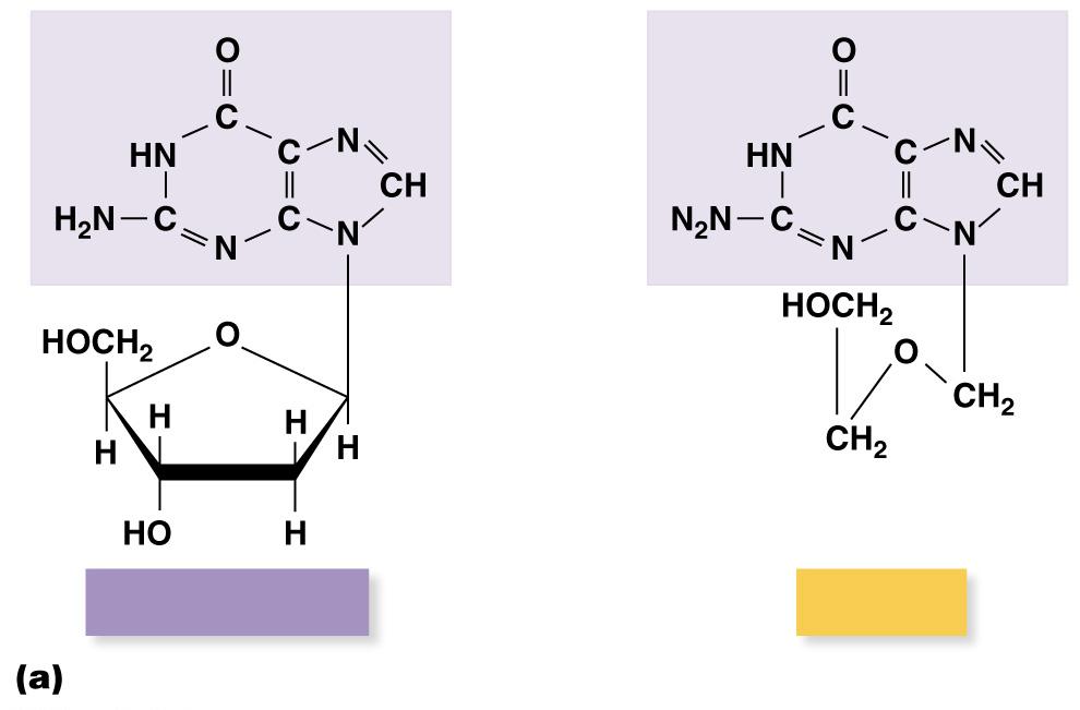 Figure 20.16a The structure and function of the antiviral drug acyclovir.